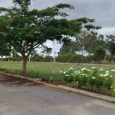 A tree-lined layout road with a flowering median at Sylvia City