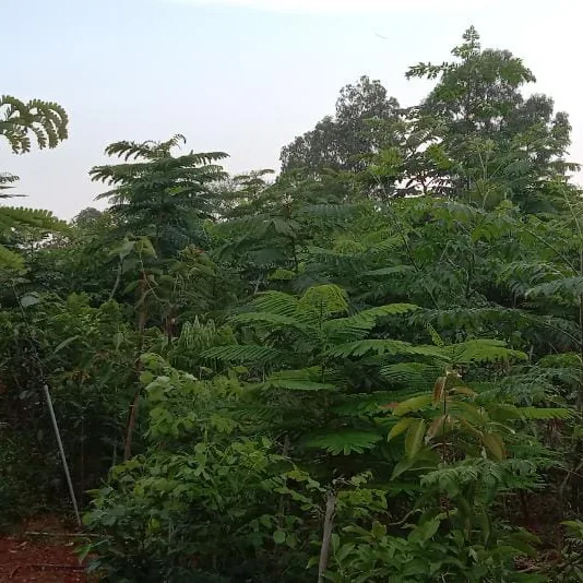 The dense young Miyawaki urban forest at Sylvia City